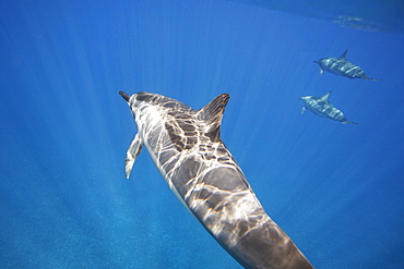 Hawaiian spinner dolphin pod (Stenella longirostris) underwater in the AuAu Channel off the coast of Maui, Hawaii, USA. Pacific Ocean.