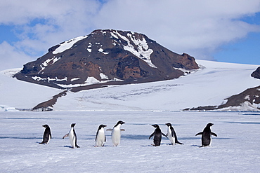 Adelie penguin (Pygoscelis adeliae) near the Antarctic Peninsula, Antarctica. 