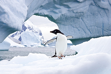 Adelie penguin (Pygoscelis adeliae) near the Antarctic Peninsula, Antarctica. 