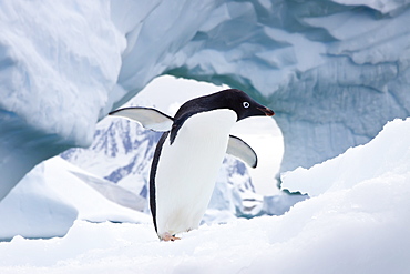 Adelie penguin (Pygoscelis adeliae) near the Antarctic Peninsula, Antarctica.