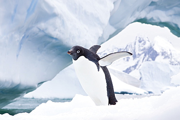 Adelie penguin (Pygoscelis adeliae) near the Antarctic Peninsula, Antarctica. 