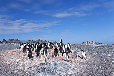 Adelie penguin (Pygoscelis adeliae) near the Antarctic Peninsula, Antarctica.