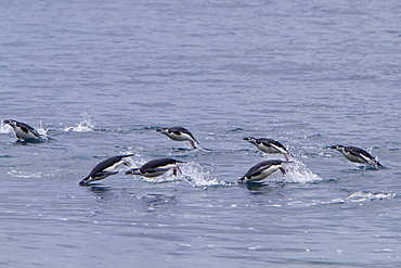 Chinstrap penguin (Pygoscelis antarctica) in surf conditions at Baily Head on Deception Island, South Shetland Island Group, Antarctica