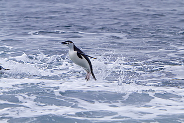 Chinstrap penguin (Pygoscelis antarctica) in surf conditions at Baily Head on Deception Island, South Shetland Island Group, Antarctica