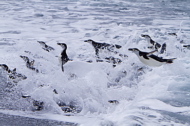 Chinstrap penguin (Pygoscelis antarctica) in surf conditions at Baily Head on Deception Island, South Shetland Island Group, Antarctica