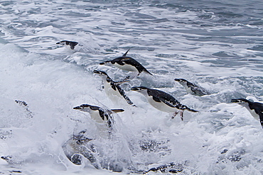 Chinstrap penguin (Pygoscelis antarctica) in surf conditions at Baily Head on Deception Island, South Shetland Island Group, Antarctica