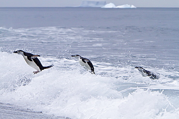 Chinstrap penguin (Pygoscelis antarctica) in surf conditions at Baily Head on Deception Island, South Shetland Island Group, Antarctica