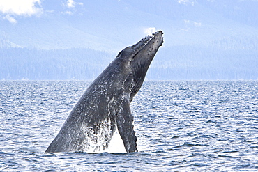 Adult humpback whale (Megaptera novaeangliae) breaching and head-lunging along the eastern shore of Chichagof Island in Southeastern Alaska, USA