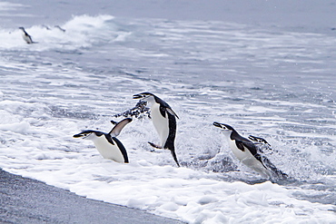 Chinstrap penguin (Pygoscelis antarctica) in surf conditions at Baily Head on Deception Island, South Shetland Island Group, Antarctica