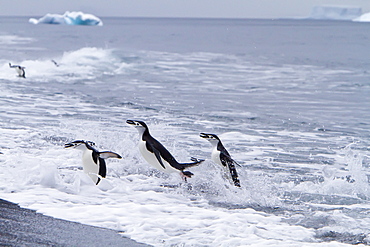 Chinstrap penguin (Pygoscelis antarctica) in surf conditions at Baily Head on Deception Island, South Shetland Island Group, Antarctica