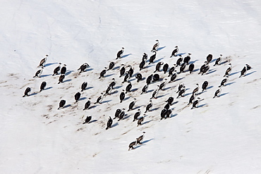 Antarctic shag (Phalacrocorax (atriceps) bransfieldensis) resting on iceberg near Paulet Island, Weddell Sea, Antarctica