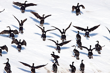 Antarctic shag (Phalacrocorax (atriceps) bransfieldensis) resting on iceberg near Paulet Island, Weddell Sea, Antarctica