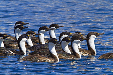 Antarctic shag (Phalacrocorax (atriceps) bransfieldensis) in foraging group near Paulet Island, Weddell Sea, Antarctica