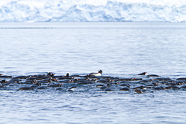 Gentoo penguins (Pygoscelis papua) bathing en masse in Antarctica, Southern Ocean