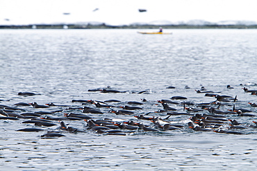 Gentoo penguins (Pygoscelis papua) bathing en masse in Antarctica, Southern Ocean