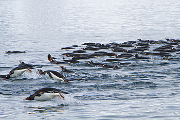 Gentoo penguins (Pygoscelis papua) bathing en masse in Antarctica, Southern Ocean