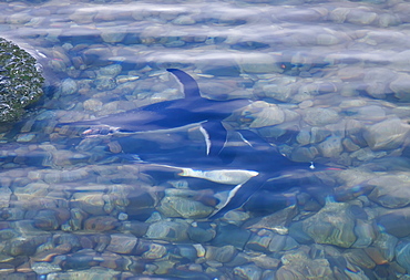 Gentoo penguins (Pygoscelis papua) swimming in shallow water in Neko Harbor, Antarctica, Southern Ocean