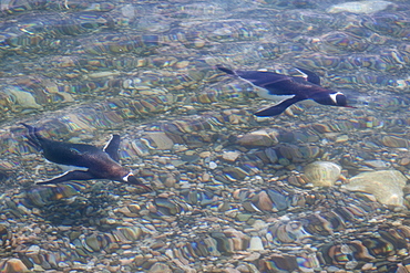 Gentoo penguins (Pygoscelis papua) swimming in shallow water in Neko Harbor, Antarctica, Southern Ocean