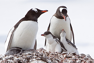 Gentoo penguin parent (Pygoscelis papua) with chicks in Antarctica, Southern Ocean