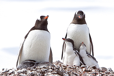 Gentoo penguin parent (Pygoscelis papua) with chicks in Antarctica, Southern Ocean