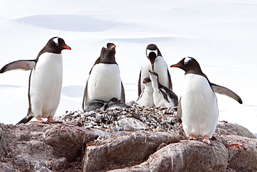 Gentoo penguin parent (Pygoscelis papua) with chicks in Antarctica, Southern Ocean