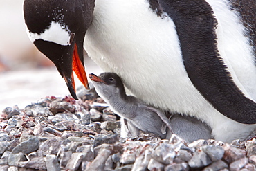 Gentoo penguin parent (Pygoscelis papua) with chicks in Antarctica, Southern Ocean