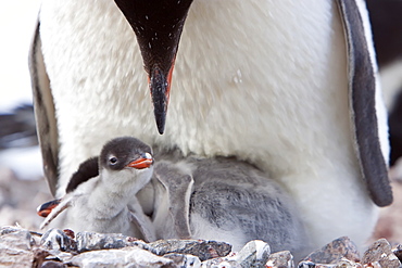 Gentoo penguin parent (Pygoscelis papua) with chicks in Antarctica, Southern Ocean