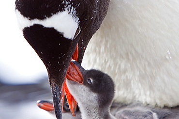 Gentoo penguin parent (Pygoscelis papua) with chicks in Antarctica, Southern Ocean