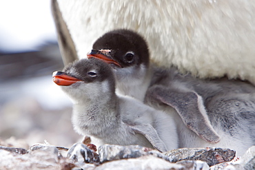 Gentoo penguin parent (Pygoscelis papua) with chicks in Antarctica, Southern Ocean