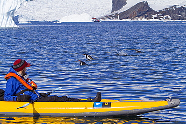 Gentoo penguins (Pygoscelis papua) porpoising near kayaker in Antarctica, Southern Ocean