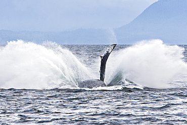 Adult humpback whale (Megaptera novaeangliae) breaching and head-lunging along the eastern shore of Chichagof Island in Southeastern Alaska, USA