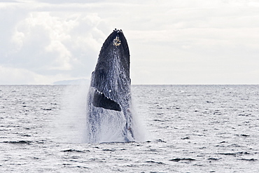 Adult humpback whale (Megaptera novaeangliae) breaching and head-lunging along the eastern shore of Chichagof Island in Southeastern Alaska, USA