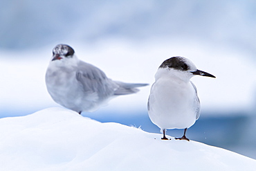 Juvenile Antarctic tern (Sterna vittata) resting on iceberg in Neko Harbor, Antarctica, Southern Ocean.