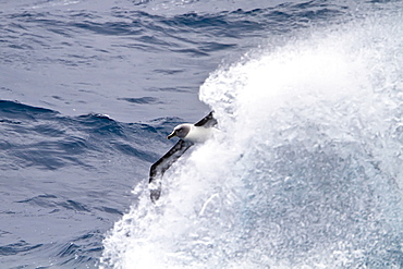 Adult Grey-headed Albatross, (Thalassarche chrysostoma) on the wing in the Drake Passage between South America and the Antarctic Peninsula, Southern Ocean