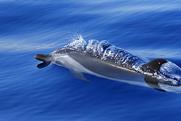 Pantropical Spotted Dolphin (Stenella attenuata) surfacing in the AuAu Channel between Maui and Lanai, Hawaii, USA