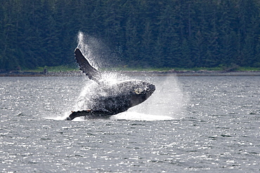 Adult humpback whale (Megaptera novaeangliae) breaching and head-lunging along the eastern shore of Chichagof Island in Southeastern Alaska, USA