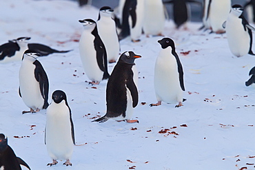 Three species of brushtail penguins (gentoo, Adelie, and chinstrap) all together on an iceberg in the Weddell Sea, on the eastern side of the Antarctic Peninsula