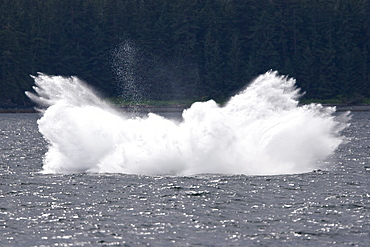 Adult humpback whale (Megaptera novaeangliae) breaching and head-lunging along the eastern shore of Chichagof Island in Southeastern Alaska, USA