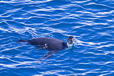 Juvenile emperor penguin (Aptenodytes forsteri) foraging in the Weddell Sea, Antarctica. 