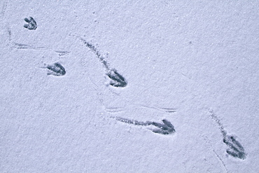 Adult emperor penguin (Aptenodytes forsteri) foot print on frsh snow near Snow Hill Island in the Weddell Sea, Antarctica. 