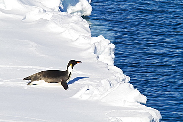 Adult emperor penguin (Aptenodytes forsteri) tobogganing on sea ice near Snow Hill Island in the Weddell Sea, Antarctica.