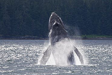 Adult humpback whale (Megaptera novaeangliae) breaching and head-lunging along the eastern shore of Chichagof Island in Southeastern Alaska, USA