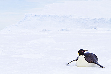 Adult emperor penguin (Aptenodytes forsteri) tobogganing on sea ice near Snow Hill Island in the Weddell Sea, Antarctica.