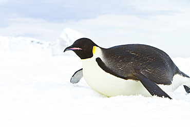 Adult emperor penguin (Aptenodytes forsteri) tobogganing on sea ice near Snow Hill Island in the Weddell Sea, Antarctica.