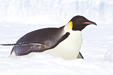 Adult emperor penguin (Aptenodytes forsteri) tobogganing on sea ice near Snow Hill Island in the Weddell Sea, Antarctica.