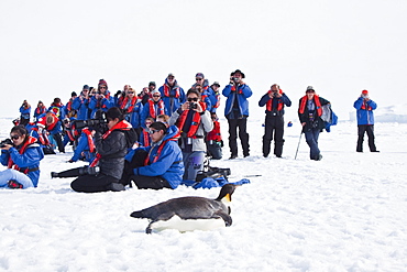 Adult emperor penguin (Aptenodytes forsteri) tobogganing on sea ice with admirers near Snow Hill Island in the Weddell Sea, Antarctica. 