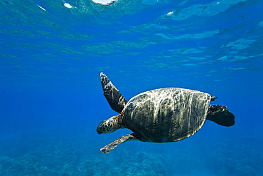 Adult green sea turtle (Chelonia mydas) in the protected marine sanctuary at Honolua Bay, Maui, Hawaii, USA