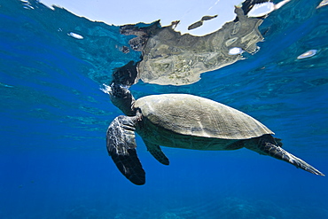 Adult green sea turtle (Chelonia mydas) in the protected marine sanctuary at Honolua Bay, Maui, Hawaii, USA