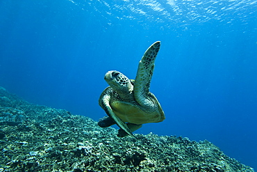 Adult green sea turtle (Chelonia mydas) in the protected marine sanctuary at Honolua Bay, Maui, Hawaii, USA