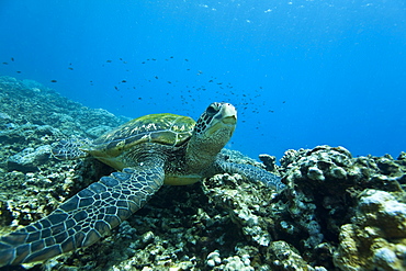 Adult green sea turtle (Chelonia mydas) in the protected marine sanctuary at Honolua Bay, Maui, Hawaii, USA